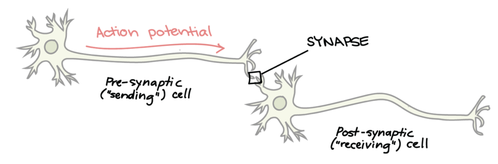Hebb’s Law: Neurons that fire together, wire together.